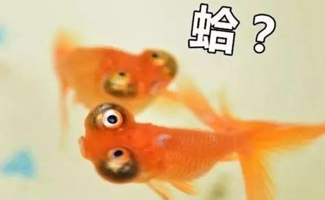 鱼的记忆只有七秒阅读短文答案_https://www.rmwj.cn_生活百科_第1张